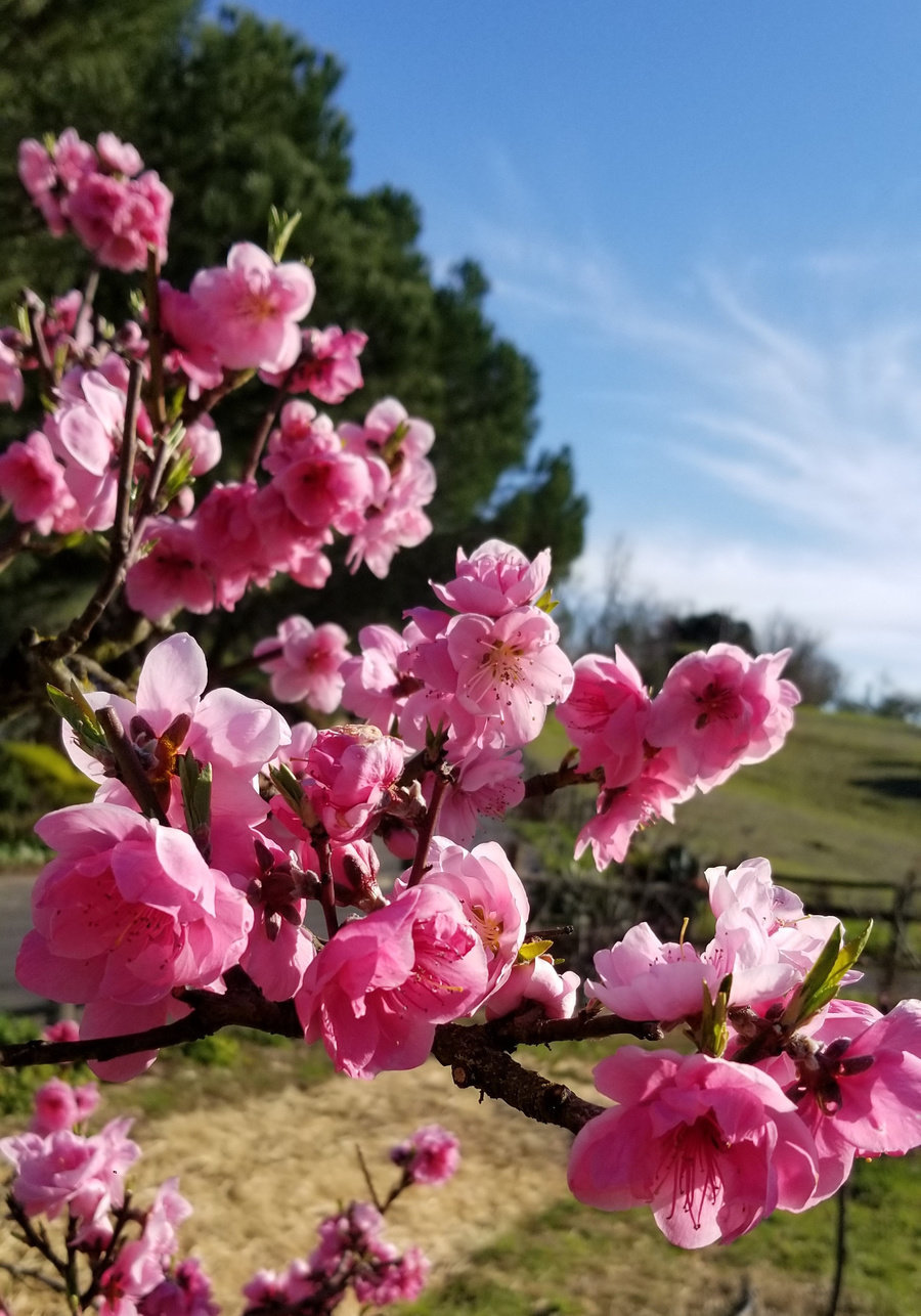 Pink Plum Blossom
