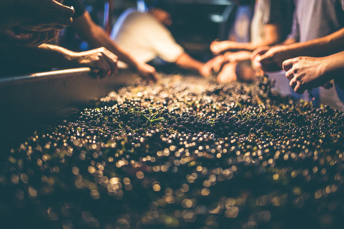 Image of grape harvest