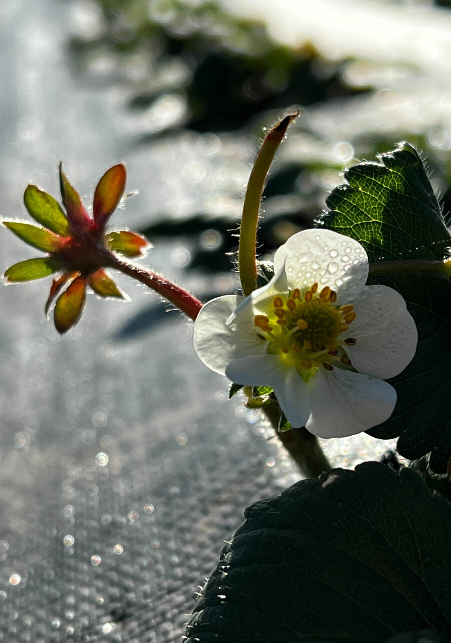 A morning dew on a strawberry flower 